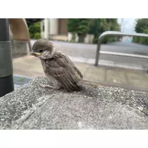 あみ