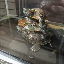 エミ （スタッフ）