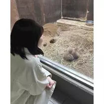 緑 四葉
