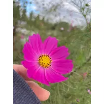 ゆず