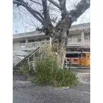 みやび