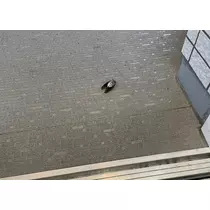 愛羽 仁美