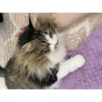 翠