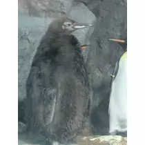 みこと