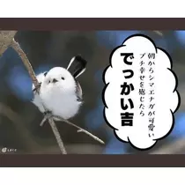 ひな