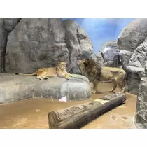 あおい
