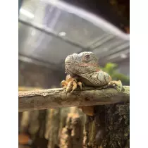 さつき