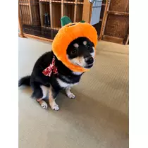 あおい