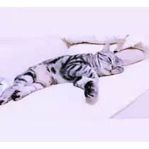 夢乃 サラ