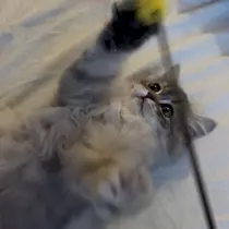 ミヅキ