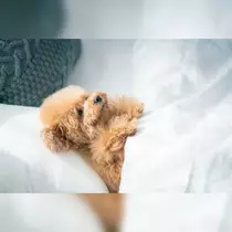ゆうか
