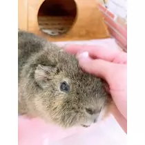 お茶の水うらん