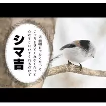 ひな