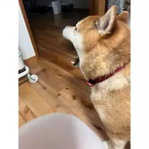 ヴィヴィ