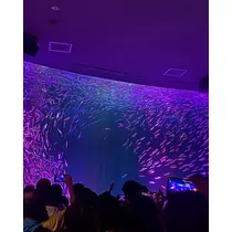 ありさ