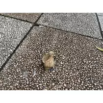 七星 夏純