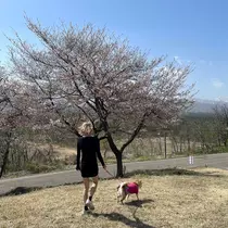まほ