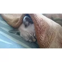 ひな