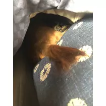 美月