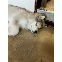 かびるんるんさわ