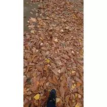 のはら かすみ