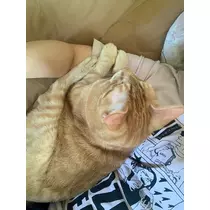 なのか