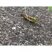愛羽 仁美