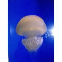三咲 優