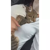 のぞみ
