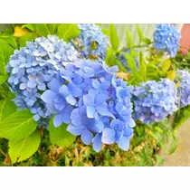 ほのか