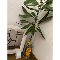 まいか