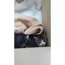 ののか