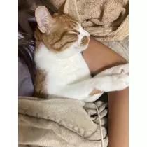 ゆり