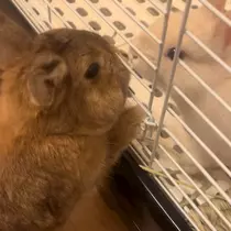 セナ