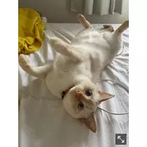 足立 はな