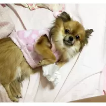 おひな