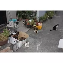 ユカ
