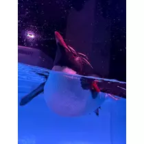 はづき