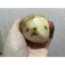 七星 夏純