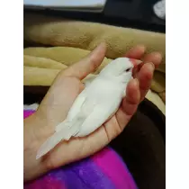 ちよママ