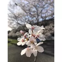 優莉