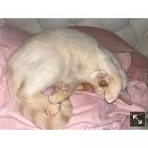 足立 はな