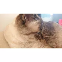 ひな