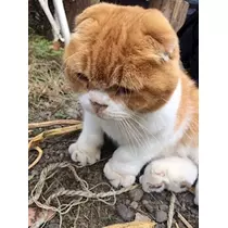 愛羽 仁美