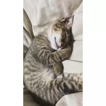のぞみ