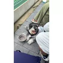 しほ