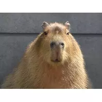 もも