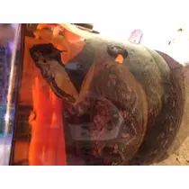 ゆかり