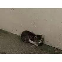 ねね