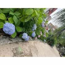 ぜん